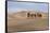 Camel Caravan in the Dunes. Gobi Desert. Mongolia.-Tom Norring-Framed Stretched Canvas