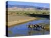 Camel Caravan, Khongoryn Els Dune, Gobi Desert National Park, Omnogov, Mongolia-Bruno Morandi-Stretched Canvas