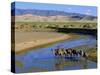 Camel Caravan, Khongoryn Els Dune, Gobi Desert National Park, Omnogov, Mongolia-Bruno Morandi-Stretched Canvas