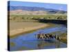 Camel Caravan, Khongoryn Els Dune, Gobi Desert National Park, Omnogov, Mongolia-Bruno Morandi-Stretched Canvas