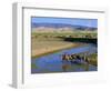 Camel Caravan, Khongoryn Els Dune, Gobi Desert National Park, Omnogov, Mongolia-Bruno Morandi-Framed Photographic Print