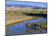 Camel Caravan, Khongoryn Els Dune, Gobi Desert National Park, Omnogov, Mongolia-Bruno Morandi-Mounted Photographic Print