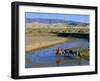 Camel Caravan, Khongoryn Els Dune, Gobi Desert National Park, Omnogov, Mongolia-Bruno Morandi-Framed Photographic Print