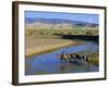 Camel Caravan, Khongoryn Els Dune, Gobi Desert National Park, Omnogov, Mongolia-Bruno Morandi-Framed Photographic Print