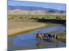 Camel Caravan, Khongoryn Els Dune, Gobi Desert National Park, Omnogov, Mongolia-Bruno Morandi-Mounted Photographic Print