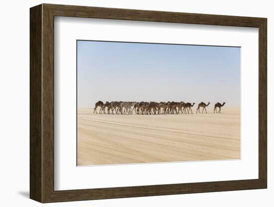 Camel caravan on the Djado Plateau, Sahara, Niger, Africa-Michael Runkel-Framed Photographic Print