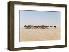 Camel caravan on the Djado Plateau, Sahara, Niger, Africa-Michael Runkel-Framed Photographic Print