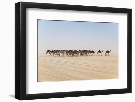 Camel caravan on the Djado Plateau, Sahara, Niger, Africa-Michael Runkel-Framed Photographic Print