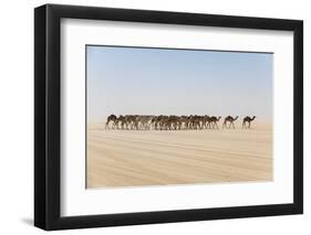 Camel caravan on the Djado Plateau, Sahara, Niger, Africa-Michael Runkel-Framed Photographic Print