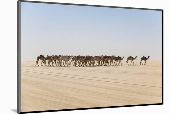 Camel caravan on the Djado Plateau, Sahara, Niger, Africa-Michael Runkel-Mounted Photographic Print