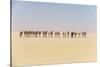 Camel caravan on the Djado Plateau, Sahara, Niger, Africa-Michael Runkel-Stretched Canvas