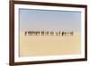 Camel caravan on the Djado Plateau, Sahara, Niger, Africa-Michael Runkel-Framed Photographic Print