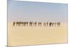 Camel caravan on the Djado Plateau, Sahara, Niger, Africa-Michael Runkel-Mounted Photographic Print