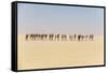 Camel caravan on the Djado Plateau, Sahara, Niger, Africa-Michael Runkel-Framed Stretched Canvas