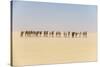 Camel caravan on the Djado Plateau, Sahara, Niger, Africa-Michael Runkel-Stretched Canvas