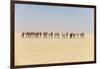 Camel caravan on the Djado Plateau, Sahara, Niger, Africa-Michael Runkel-Framed Photographic Print