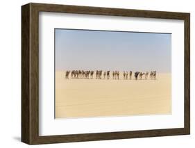 Camel caravan on the Djado Plateau, Sahara, Niger, Africa-Michael Runkel-Framed Photographic Print