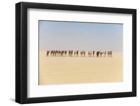 Camel caravan on the Djado Plateau, Sahara, Niger, Africa-Michael Runkel-Framed Photographic Print