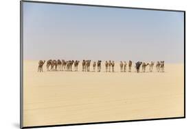 Camel caravan on the Djado Plateau, Sahara, Niger, Africa-Michael Runkel-Mounted Photographic Print