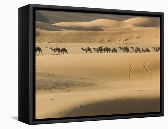Camel Caravan on the Erg Chebbi Dunes, Merzouga, Tafilalt, Morocco-Walter Bibikow-Framed Stretched Canvas