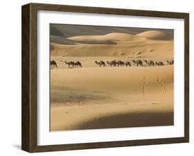 Camel Caravan on the Erg Chebbi Dunes, Merzouga, Tafilalt, Morocco-Walter Bibikow-Framed Photographic Print