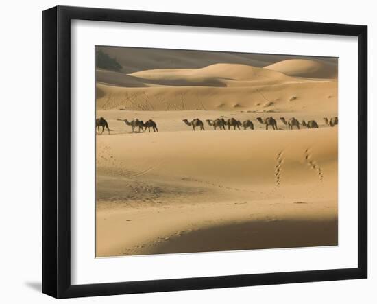 Camel Caravan on the Erg Chebbi Dunes, Merzouga, Tafilalt, Morocco-Walter Bibikow-Framed Photographic Print