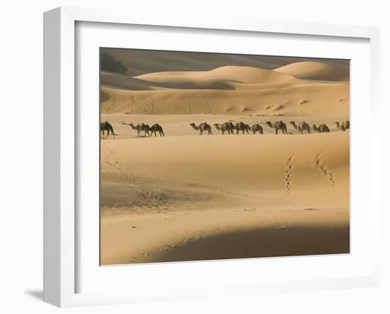 Camel Caravan on the Erg Chebbi Dunes, Merzouga, Tafilalt, Morocco-Walter Bibikow-Framed Photographic Print