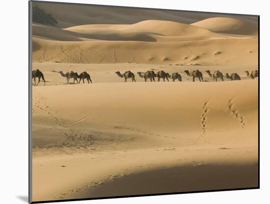 Camel Caravan on the Erg Chebbi Dunes, Merzouga, Tafilalt, Morocco-Walter Bibikow-Mounted Photographic Print