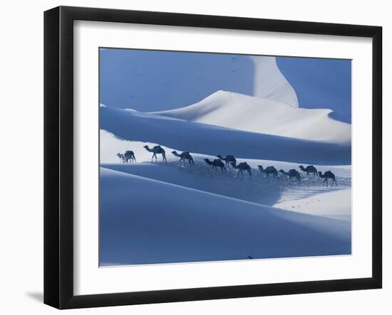 Camel Caravan on the Erg Chebbi Dunes, Merzouga, Tafilalt, Morocco-Walter Bibikow-Framed Photographic Print