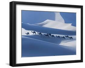 Camel Caravan on the Erg Chebbi Dunes, Merzouga, Tafilalt, Morocco-Walter Bibikow-Framed Photographic Print