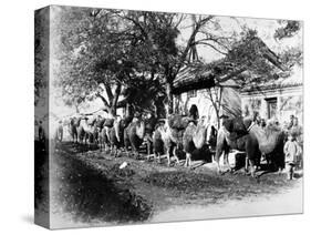Camel Caravan on the Outskirts of Peking, C.1875-null-Stretched Canvas