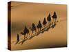 Camel Caravan Riding Through the Sand Dunes of Merzouga, Morocco, North Africa, Africa-Michael Runkel-Stretched Canvas