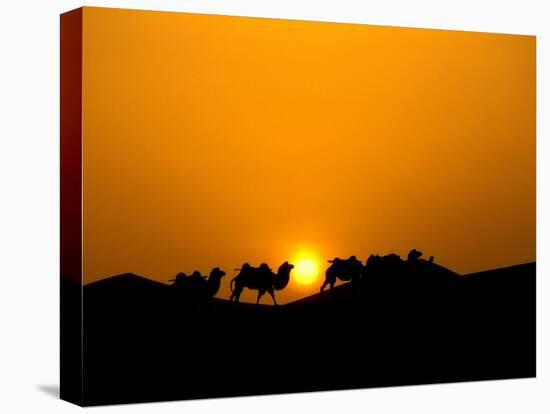 Camel Caravan Silhouette at Dawn, Silk Road, China-Keren Su-Stretched Canvas