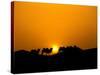 Camel Caravan Silhouette at Dawn, Silk Road, China-Keren Su-Stretched Canvas