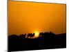 Camel Caravan Silhouette at Dawn, Silk Road, China-Keren Su-Mounted Premium Photographic Print