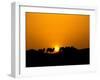 Camel Caravan Silhouette at Dawn, Silk Road, China-Keren Su-Framed Photographic Print