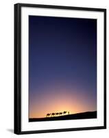 Camel Caravan Silhouette at Dawn, Silk Road, China-Keren Su-Framed Premium Photographic Print