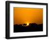 Camel Caravan Silhouette at Dawn, Silk Road, China-Keren Su-Framed Photographic Print