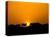 Camel Caravan Silhouette at Dawn, Silk Road, China-Keren Su-Stretched Canvas