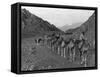 Camel Caravan-null-Framed Stretched Canvas