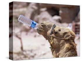 Camel Drinking, Jordan, Petra-Neale Clarke-Stretched Canvas