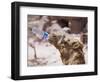 Camel Drinking, Jordan, Petra-Neale Clarke-Framed Photographic Print