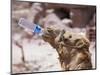 Camel Drinking, Jordan, Petra-Neale Clarke-Mounted Photographic Print