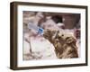 Camel Drinking, Jordan, Petra-Neale Clarke-Framed Photographic Print