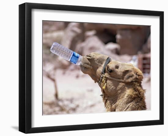 Camel Drinking, Jordan, Petra-Neale Clarke-Framed Photographic Print