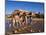 Camel Driver, Ait Benhaddou, Atlas Mountains, Morocco, Mr-Doug Pearson-Mounted Photographic Print