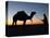 Camel Driver at Dusk in the Sahara Desert, Near Douz, Kebili, Tunisia, North Africa, Africa-Godong-Stretched Canvas