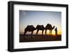 Camel Driver, Sahara Desert, Merzouga, Morocco, North Africa, Africa-Doug Pearson-Framed Photographic Print