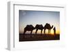 Camel Driver, Sahara Desert, Merzouga, Morocco, North Africa, Africa-Doug Pearson-Framed Photographic Print