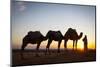 Camel Driver, Sahara Desert, Merzouga, Morocco, North Africa, Africa-Doug Pearson-Mounted Photographic Print